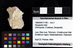 Foto (Objket + Etiketten) von Decapoda indet. 